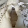 Hedwig Plushie Bag Pack / Harry Potter London Studio Tour Image 3