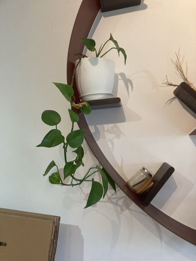 plants