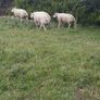 Beltex Hogget Ram Image 2