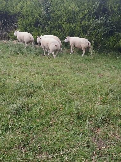 Beltex Hogget Ram