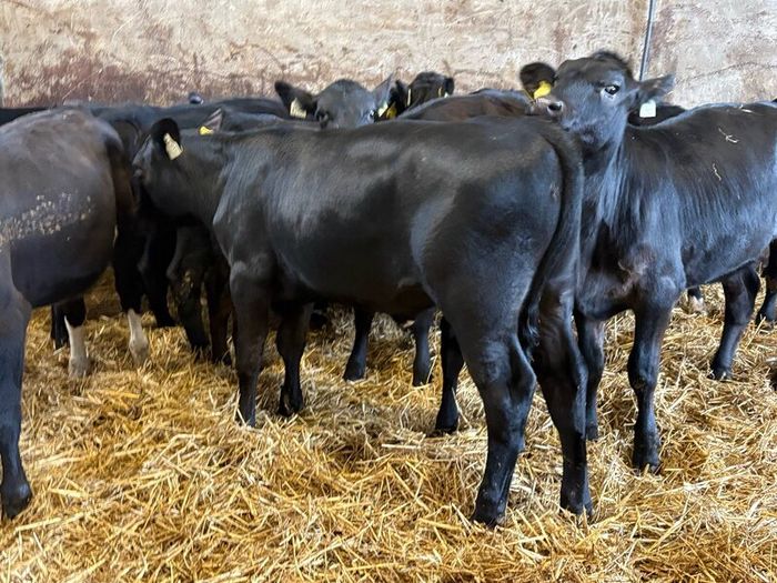 16 smashing heifer Weanlings
