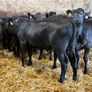 16 smashing heifer Weanlings Image 2