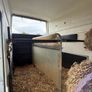 Bockmann horse box. Image 6