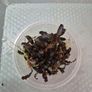 aquarium plants Image 6