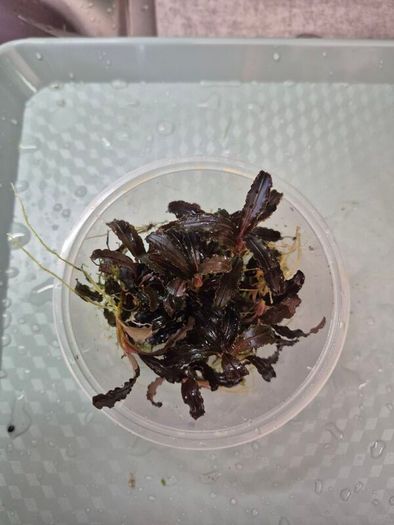 aquarium plants