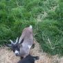 2 Pygmy goats Image 3
