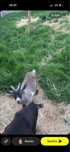 2 Pygmy goats