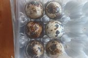 Japanese quail hatching eggs