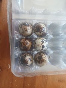 Japanese quail hatching eggs