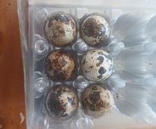 Japanese quail hatching eggs