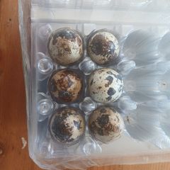 Japanese quail hatching eggs