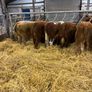 5 BB Bull Image 7