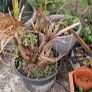garden clear out Image 4