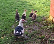 poultry
