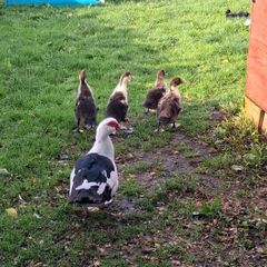 poultry