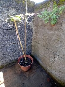 4m rowan tree in pot