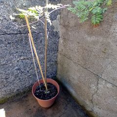 4m rowan tree in pot