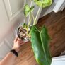 Rare houseplant Philodendron Paraiso Verde Image 3