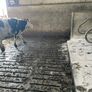 Livestock Image 4