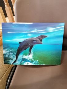 3D Animal Prints Assortment