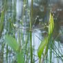 plants Image 2