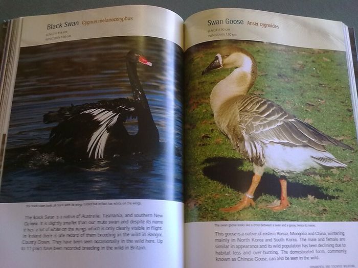 Fresh water birds of Ireland Irish