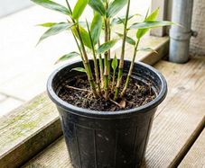 Bamboo WANTED. Great Swap plants available