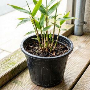 Bamboo WANTED. Great Swap plants available