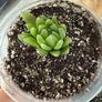 Succulents Haworthia Image 2