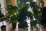 Monstera Deliciosa