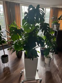 Monstera Deliciosa