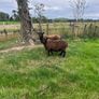 Black texel cross tip lamb , Image 3
