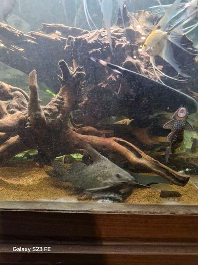 fish tank wood