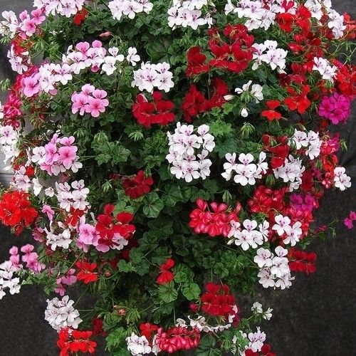 (G) Trailing Geranium Summer Showers seeds 10s (413973)