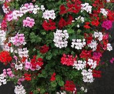 (G) Trailing Geranium Summer Showers seeds 10s (413973)