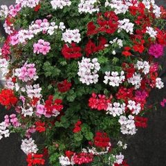 (G) Trailing Geranium Summer Showers seeds 10s (413973)