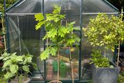 Red Oak Tree