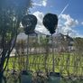 lollipop trees Image 5