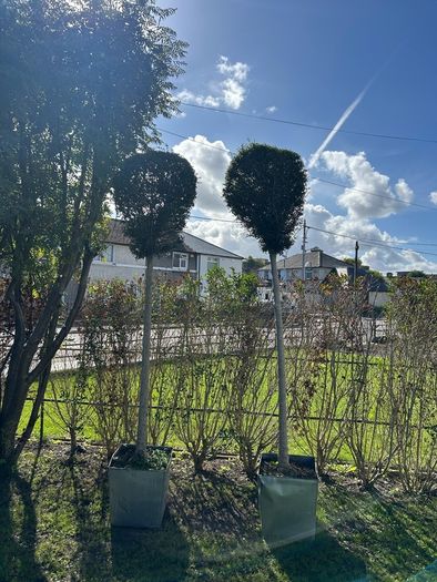 lollipop trees