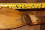 SPOON???? carved out of a horn/ bone