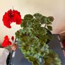 House plant Image 2