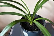 Agapanthus Plant