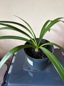 Agapanthus Plant