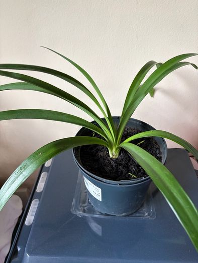 Agapanthus Plant