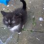 kitten Image 2
