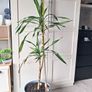 Indoor plants - Spineless Yucca x 2 Image 2