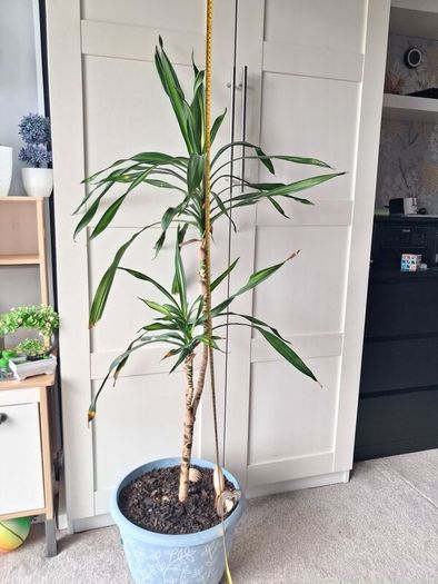 Indoor plants - Spineless Yucca x 2