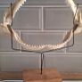 Shark Jaw on Stand Image 7