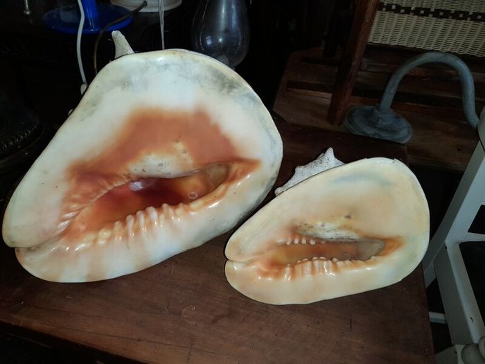 Pair Of Vintage Conch Shells