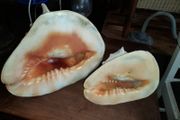 Pair Of Vintage Conch Shells